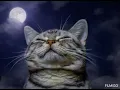 NACHTS SIND ALLE KATZEN GRAU