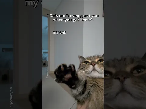 "Cats don’t greet you" is the biggest lie ever❤️ #shorts #cat #funny