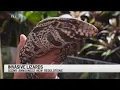 Invasive lizard species banned from South Carolina