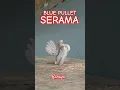 Download Lagu BLUE PULLET BEAUTIFUL SERAMA #serama #seramachicken #short #shorts #shortvideo #shortsfeed