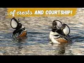 Hooded Merganser Fantastic Crest and Humorous Courtship Display