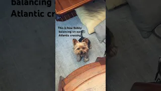 It is not easy to balancing while you are on the long #atlanticcrossing Bobby got his pro sea legs