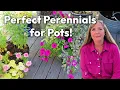 Top 17 Easiest PERENNIALS for Pots and Containers That Return Every Year
