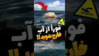 اگر این را در دریا دیدید فورا از آب خارج شوید Farsi Shorts 