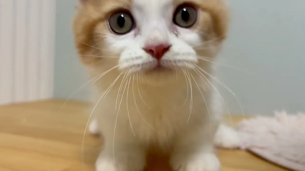 動画