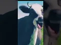 Download Lagu Sapi Joget// sapi menari //lagu anak anak Poko ame ame belalang kupu kupu