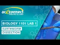 Biology 1101 Lab 1 Earthworm Dissection