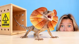 I Got a Pet Dinosaur...