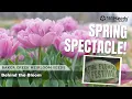 Behind the Blooms How We Get Ready for the Spring Flower Festival