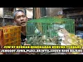 Download Lagu BONGKARAN BURUNG JENGGOT JAWA,PLECI,SRDC,DLL DIKIOS BAJANG PASAR BURUNG PRAMUKA HARI INI
