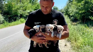 Six tiny puppies abandoned beside a busy road | Dog Rescue Shelter
