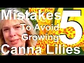 Download Lagu Five mistakes to Avoid When Planting and Growing Canna Lilies