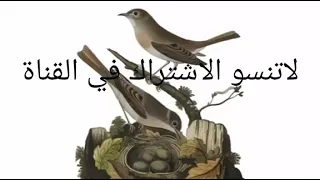 انق صوت طائر الدخل كامل او الشحيم   افضل صوت للاجهزة دندنها