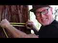 Do you know the difference between a coast redwood and a giant sequoia