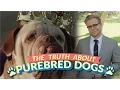 The Bizarre Truth About Purebred Dogs and Why Mutts Are Better - Adam Ruins Everything