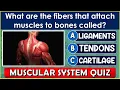 MUSCULAR SYSTEM QUIZ How Much Do You Know About the MUSCULAR SYSTEM QUESTIONS