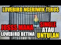 Lovebird ngeriwik terus | Pilih Setting lovebird betina single fighter atau untulan
