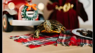Python Turtle Tutorial Drawing a Festive Christmas Tree