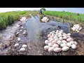 Lagu Harvesting Hundreds of Fresh Eggs and Catfishes in the Rice Field | Amazing Rural Life