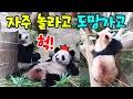 Download Lagu 루이는 놀라서 얼음이 되고 후이는 나무 위로 도망가요😱영어 자막 포함🐼Panda World🐼