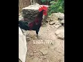 Download Lagu ayam pelung kukuruyuk merdu#kokokayam #rooster @Ayamjagokukuruyukaja