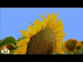 Ted Fresco, Lyn Lapid - My Sunny Day (Audio)