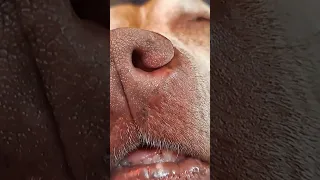 People say she’s a tortured dog… #sailing #dog #doglife