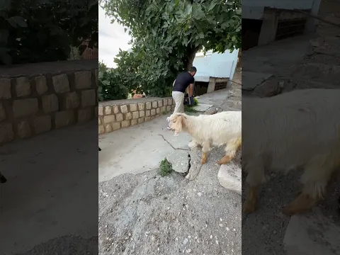 Teyzelerle güzel bir diyalog sonrası ordaki anne ve yavru kedilere mama dağıttık 🐈❤️ #shorts#short