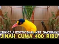 Download Lagu DILUAR NALAR !! BURUNG GACOR EXOTIC SECANTIK INI CUMA DI BANDROL 400 RIBU DI PASAR BURUNG PRAMUKA 