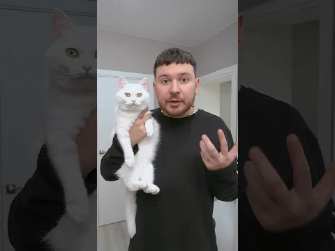 Ира в ужасе: Женя всё продал!😵‍💫💸 #котики