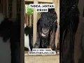 Lagu CIRI-CIRI KAMBING ETAWA JANTAN YANG SEDANG BIRAHI terlihat dari tingkahnya agresif #etawajaya