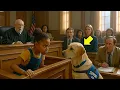 Download Lagu Een zwart meisje geeft haar hond een geheim signaal. Wat er vervolgens gebeurt, verrast de rechter!