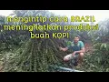 Download Lagu Mengintip cara BRAZIL meningkatkan produksi buah kopi