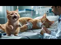 Download Lagu Cat story: Mama Cat Collapsed While Baking… Kitten Fought Alone to Save Her 🐾🍞😿