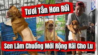 Anh Sen Làm Chuồng Mới Rộng Rãi Để Lu Được Sống Thoải Mái Hơn