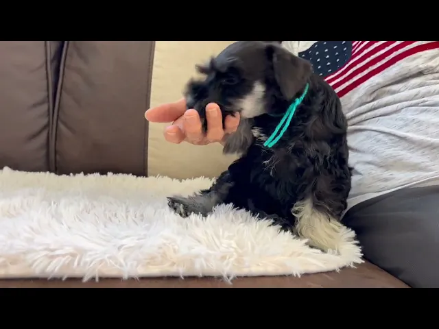 動画