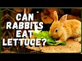 Can Rabbits Eat Lettuce
