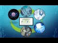 The BSEE Curriculum at the University of South Florida
