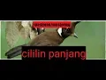 Download Lagu Masteran/mastering cililin panjang harus coba🤔🤔