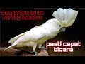 Download Lagu Masteran paling ampuh buat kakatua cepat bicara