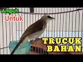 Download Lagu PUNYA TRUCUK BAHAN..? PAKAI PANCINGAN INI  trucukan BAHAN ombyokan agar cepat bunyi gacor
