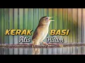 Download Lagu KERAK BASI ALIS HITAM GACOR | MASTERAN KERAK BASI ALIS HITAM | PANCINGAN KERAK BASI ALIS HITAM