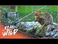 Why Do Beavers Build Dams Nature s Engineers Wildlife Documentary Natural Kingdom Real Wild