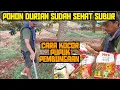 Lagu CARA PENGOCORAN PEMBUNGAAN DURIAN ‼️ SEMOGA BISA BERBUAH SESUAI HARAPAN ⁉️🤲