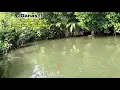 Download Lagu MANCING IKAN KAKAP PUTIH SPOT PINGGIRAN BAKAU UMPAN TURUN LANGSUNG DISAMBAR!! Mancing kakap putih