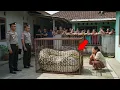 GEGER: Bocah 9 Tahun Hilang, Sang Ibu Menangis Histeris Saat Melihat Perut Ular Piton Membengkak!!