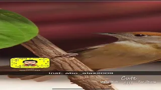 صوت الدخل شحيمي دندنها