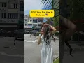 Download Lagu When a Japanese move to Malaysia for her first time 🫠