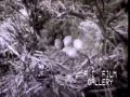 Nanook of the North early documentary explores life of Eskimos 1922