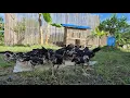 Download Lagu KESIBUKAN MAS IRWAN \u0026 MAS DIDIK BANGUN KANDANG AYAM KAMPUNG DI KEBUN ASIAN SURVIVOR